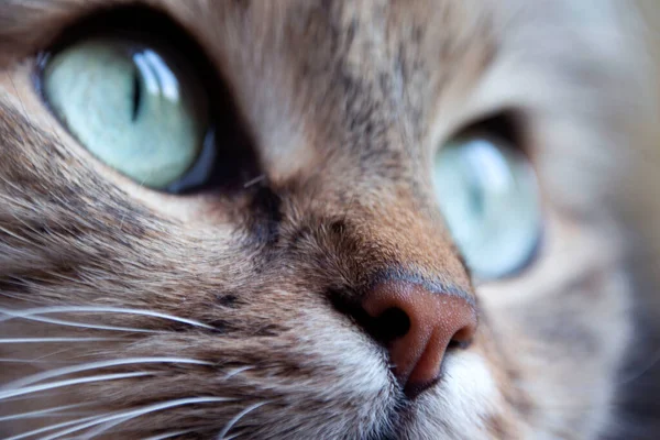 一只叫克里米亚的猫美丽的湿粉色鼻子 — 图库照片