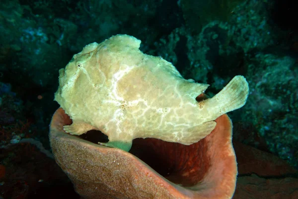 Antenario Pescador Negro Pez Frogfish Commerson Pez Frogfish Gigante Lembeh — Foto de Stock