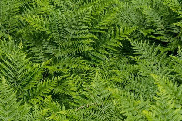 Foglie Felce Verde Nel Bosco — Foto Stock