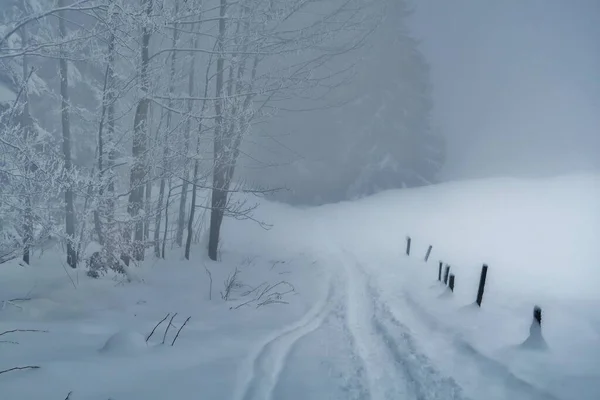 Winterlandschaft Mit Schneebedeckten Bäumen — Stockfoto