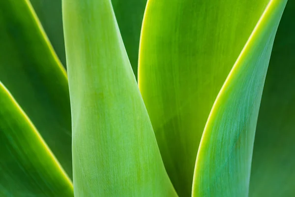Detail Einer Grünen Pflanze Auf Der Insel Madeira Portugal — Stockfoto