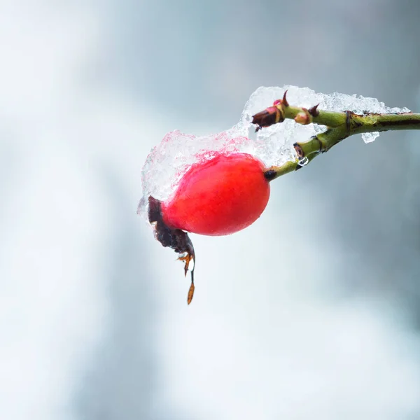 Rosa Mosqueta Con Hielo Nieve Invierno —  Fotos de Stock