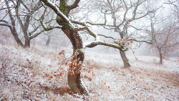 Burgenland Kışın Karlı Meşe Ağacı Ormanı — Stok fotoğraf