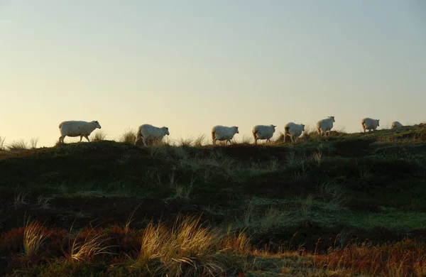 Foto Muestra Una Fila Ovejas Una Duna Sylt Amanecer Las — Foto de Stock