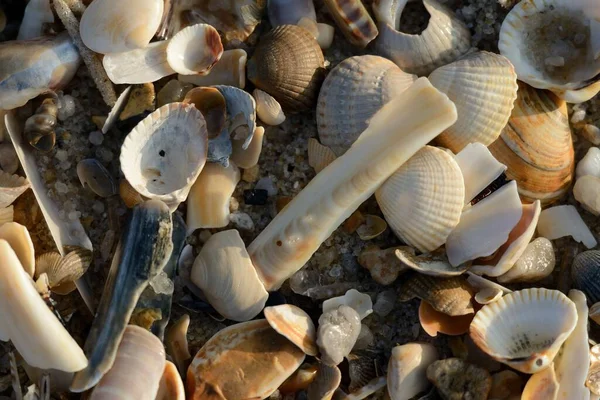 Verschiedene Muschelarten Nordseestrand Der Insel Sylt Angespült — Stockfoto