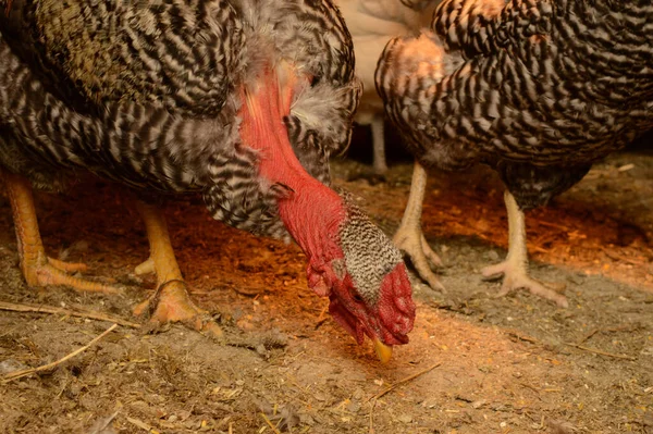 Aves Domésticas Exploração — Fotografia de Stock