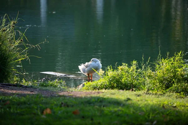 Domestic Goose Resting Peacefully Lush Lakeshore — Stock Photo, Image