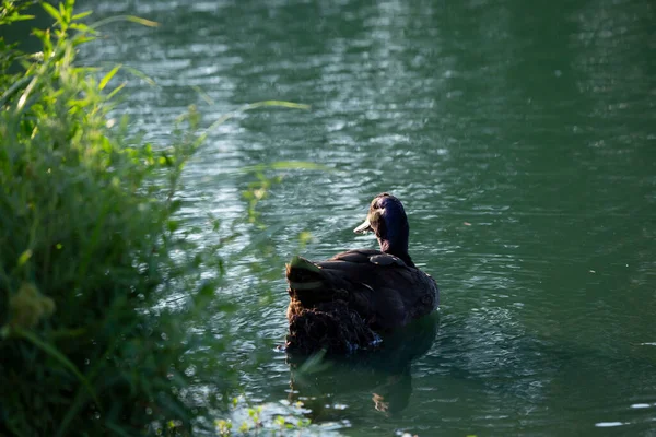 Pato Nadando Longe Segurança Costa Lago — Fotografia de Stock
