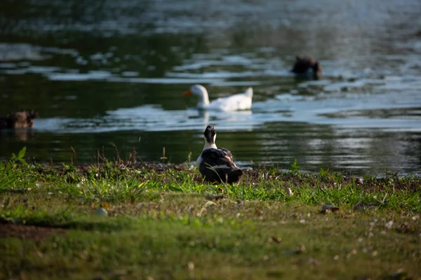 Vorsichtige Ente Ufer Beobachtet Zwei Enten Der Ferne Bei Einem — Stockfoto