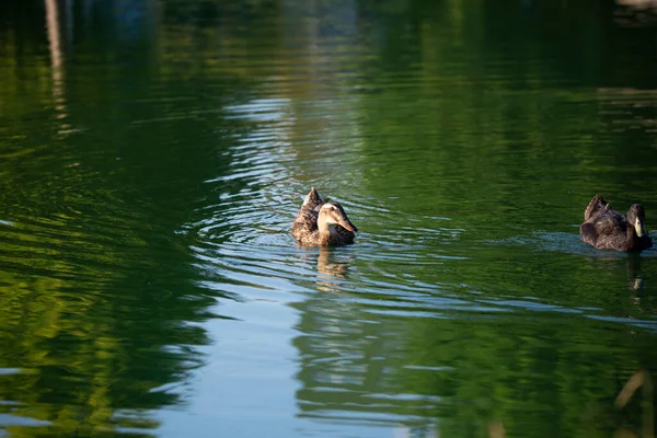 Par Patos Nadando Misma Dirección Agua Abierta Lago — Foto de Stock