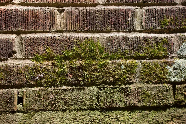 Kırmızı Tuğla Duvarda Çimento Temelinde Yosun Yetişiyor — Stok fotoğraf