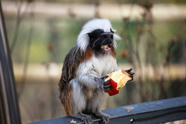 Cute Dog Park — Stock Photo, Image