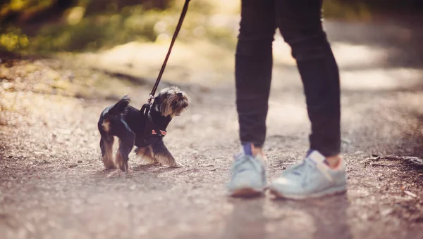 Mujer Joven Con Perro Pequeño Paseando Parque Avances Adultos Con — Foto de Stock