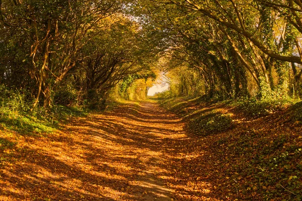 Tepesinde Asılı Ağaçlar Olan Batık Patika Chichester South Downs West — Stok fotoğraf