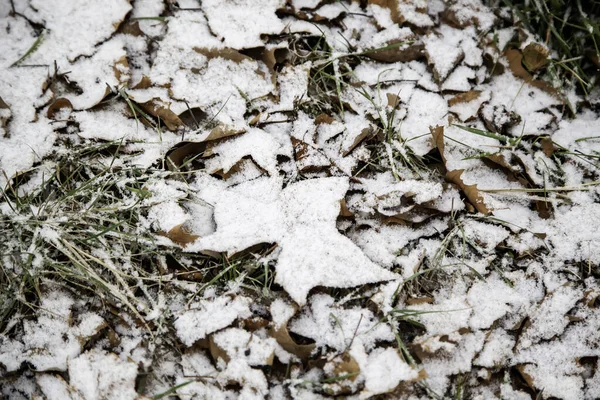 Сніг Покритий Травою Лісі — стокове фото