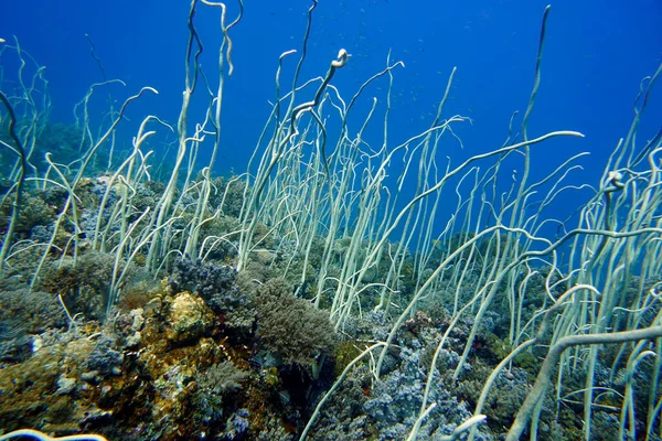 Underwater View Beautiful Coral Reef Red Sea — Stock Photo, Image