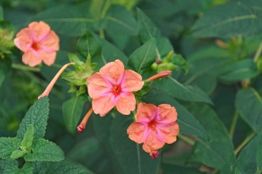 Marvel of Peru (Mirabilis jalapa). Called Four o'clock flower also clipart