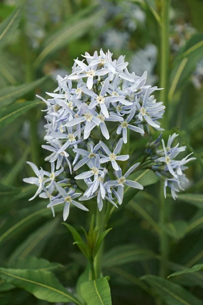 Блакитна Зірка Amsonia Tabernaemontana Також Називається Істін Блюстар — стокове фото