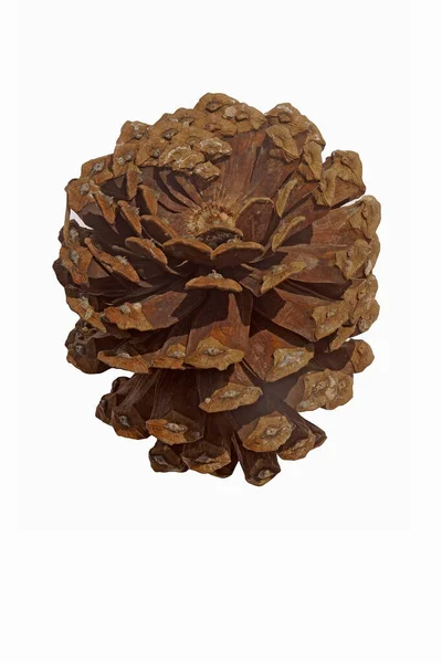 长角松 Pinus Palustris 也叫南方黄松 佛罗里达松木和乔治亚州松木 列入国际自然及自然资源保护联盟濒危物种红色清单 — 图库照片