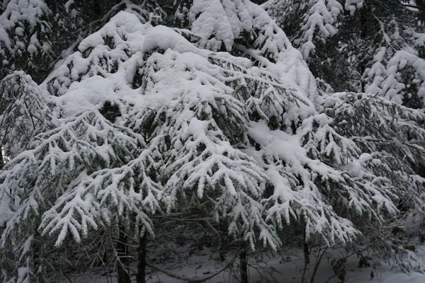 Winterlandschaft Mit Schneebedeckten Bäumen — Stockfoto