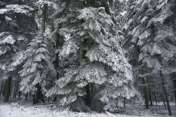 Zimowy Las Pokrytymi Śniegiem Drzewami — Zdjęcie stockowe