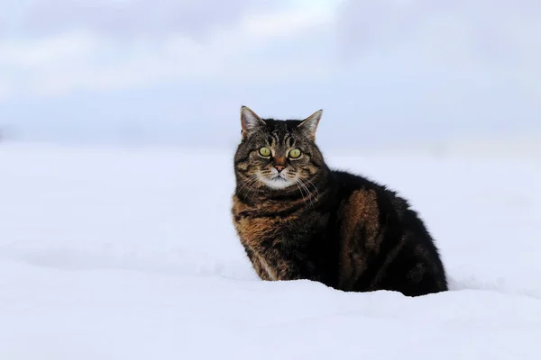 겨울에 고양이 — 스톡 사진