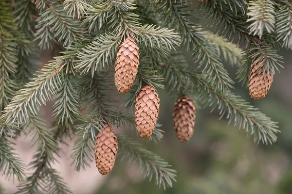 Paarse Kegelsparren Picea Purpurea Hybride Tussen Picea Likiangensis Picea Wilsonii — Stockfoto
