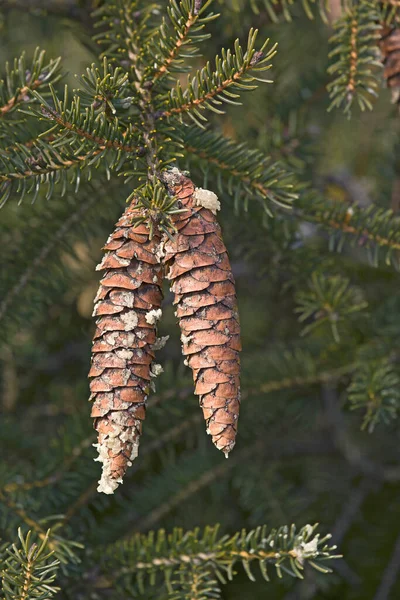 Pine Branch Cones Background Green Leaves — Stock Photo, Image