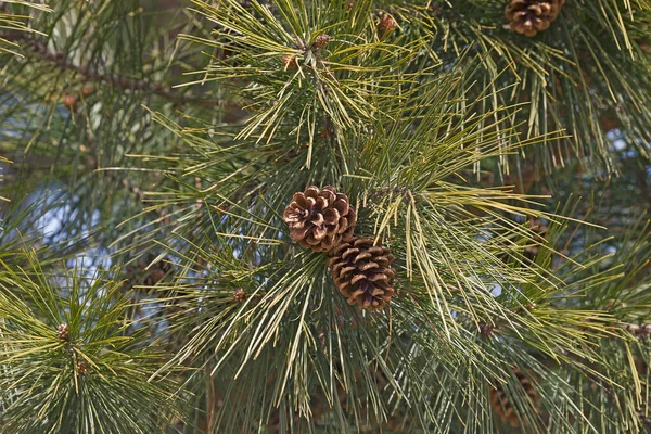 Pine Cone Branch Spruce — Stock Photo, Image