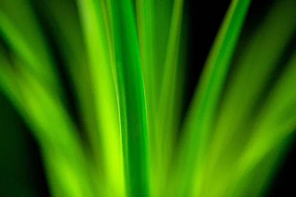 Abstrato Fundo Verde Com Luzes Embaçadas — Fotografia de Stock