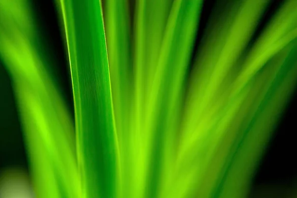 Grüne Blätter Flora Und Natur — Stockfoto