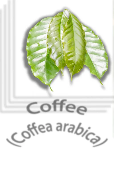Schöne Grüne Blätter Eines Kaffeebaumes Coffea Arabica — Stockfoto