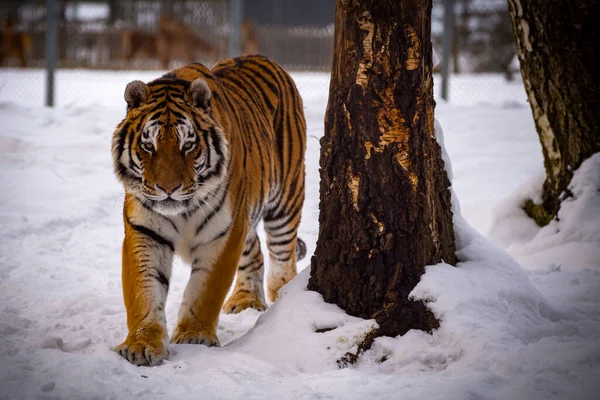 Den Ussuri Tigern Den Största Kända Kattdjur — Stockfoto