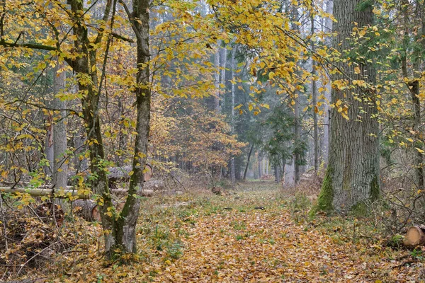 Осінній Ліс Деревами Листям — стокове фото