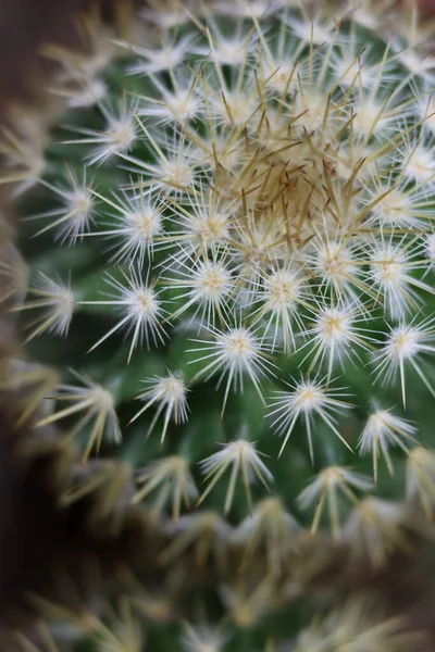 ระบบป องก สวยงามท ฒนาโดย Cacti อปกป องต วเอง — ภาพถ่ายสต็อก