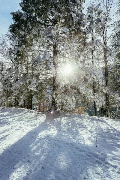 Paysage Hivernal Avec Sentier Pédestre Arbres Enneigés Ciel Bleu — Photo