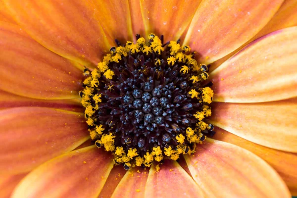 Красивый Цветок Герберы Белом Фоне — стоковое фото