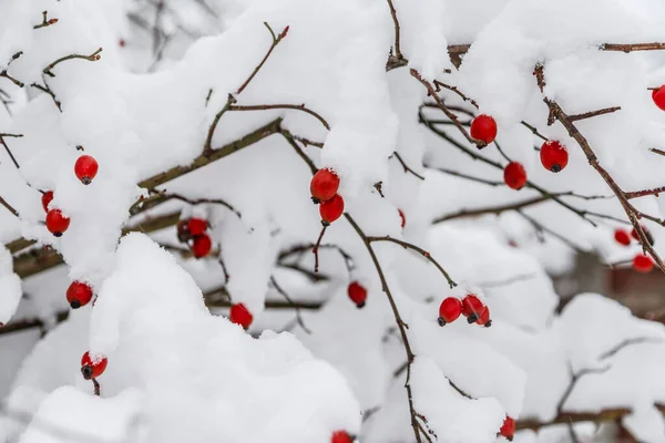 Rode Bevroren Rozenbottels Met Sneeuw Winter Natuurseizoen — Stockfoto