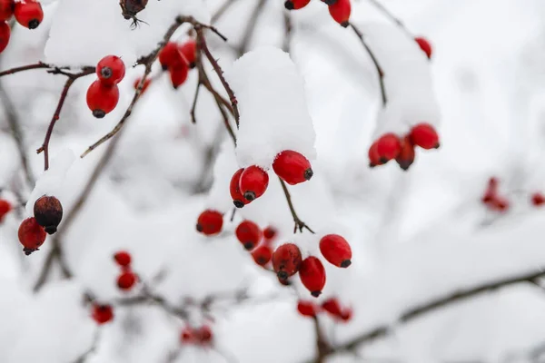 Rosas Rojas Congeladas Con Nieve Invierno Temporada Naturaleza —  Fotos de Stock