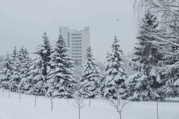 Şehir Parkındaki Köknar Ağaçları Karla Kaplıydı — Stok fotoğraf