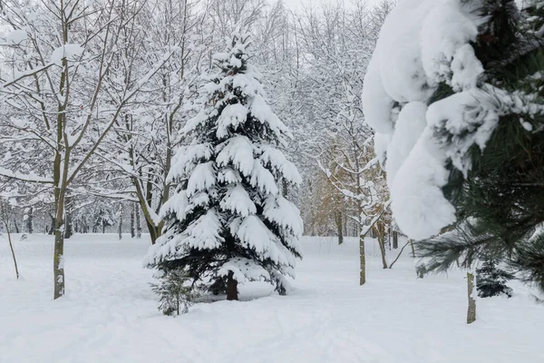 Рождественский Лес Покрыт Снегом Снег Покрыл Ели Пасмурный День — стоковое фото