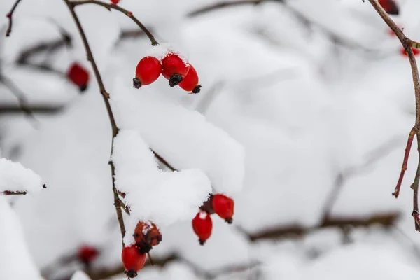 Rosas Rojas Congeladas Con Nieve Invierno Temporada Naturaleza —  Fotos de Stock