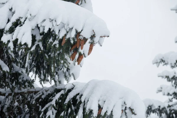 冬の森の中の雪のモミの木や枝 — ストック写真