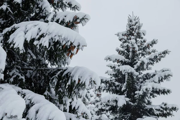 Verschneite Tannen Und Äste Winterwald — Stockfoto