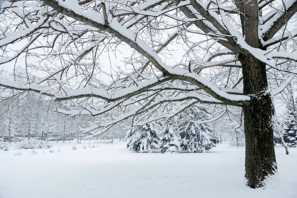 Paisaje Invernal Con Árboles Cubiertos Nieve —  Fotos de Stock