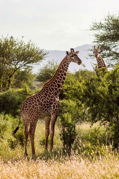 Duas Girafas Savana Tsavo East Park Com Olhar Voltado Para — Fotografia de Stock