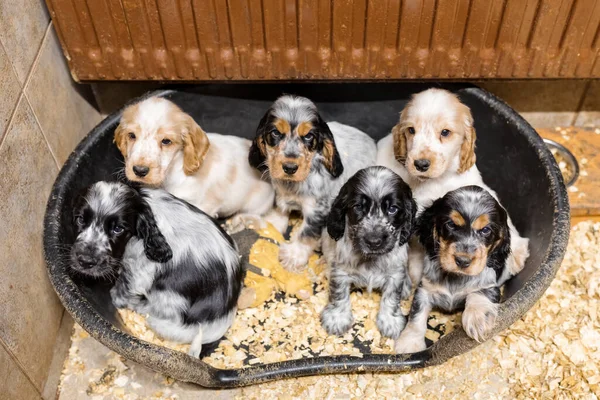 Pequeno Cão Bonito Puro Sangue Inglês Cocker Spaniel Cachorros Estação — Fotografia de Stock