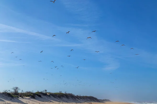 空を飛ぶカモメの群れ — ストック写真