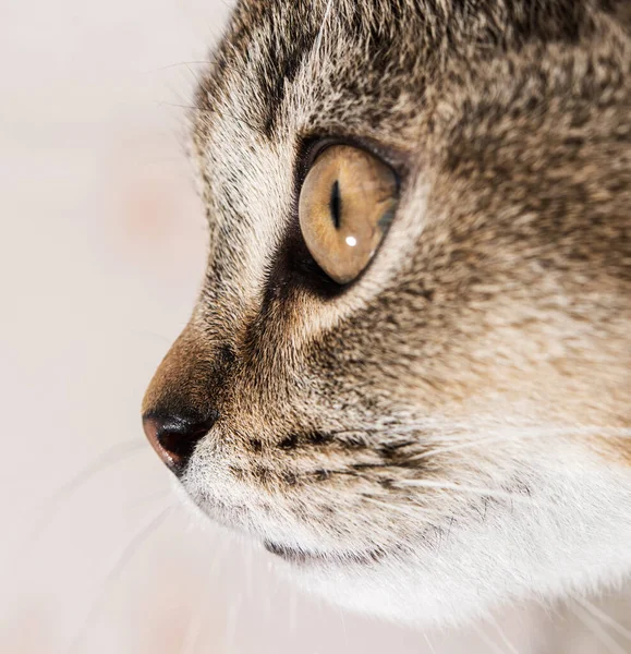 Spets Näsa Unga Renrasiga Katt Brittisk Chinchilla Närbild — Stockfoto