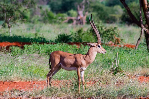 Eenzame Gazelle Savanne Van Tsavo East Park Kenia Afrika — Stockfoto